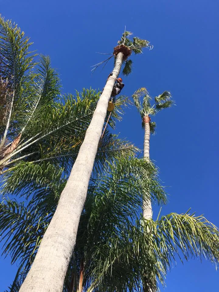 Custom yard cleanup service in San Clemente, CA - Carrillo's Landscaping & Tree Service
