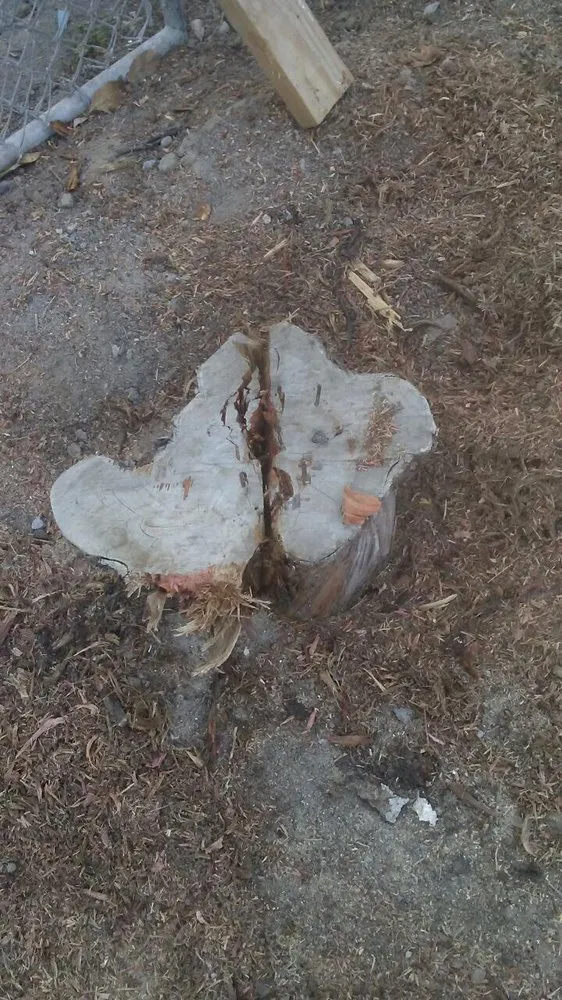 Reliable lawn mowing service in San Clemente, CA - Carrillo's Landscaping & Tree Service