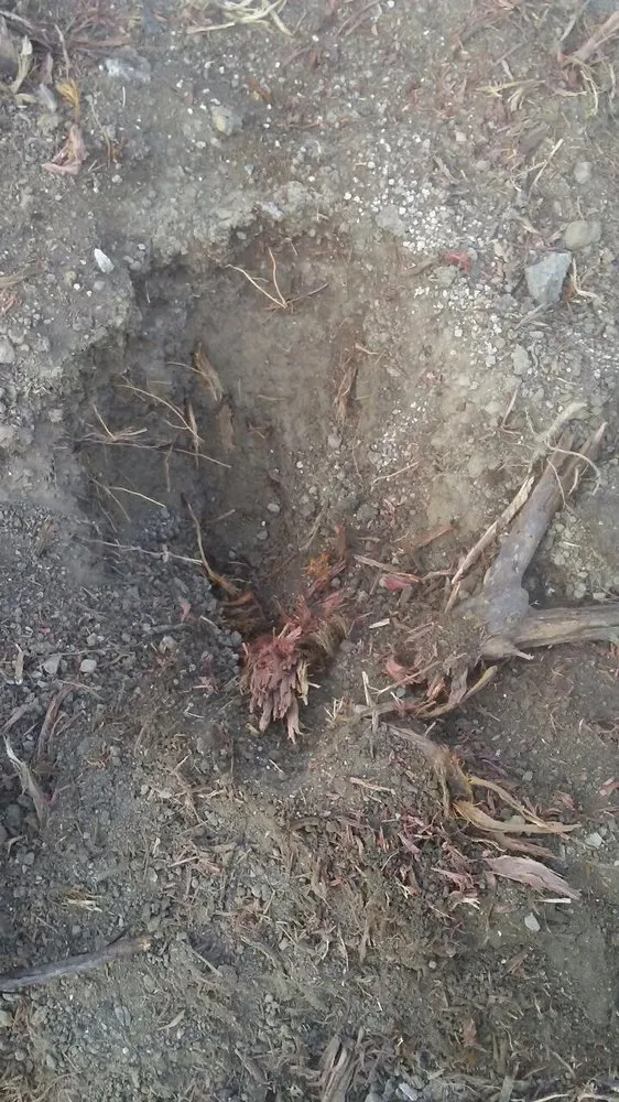 Affordable yard maintenance with custom design across San Clemente, CA - Carrillo's Landscaping & Tree Service