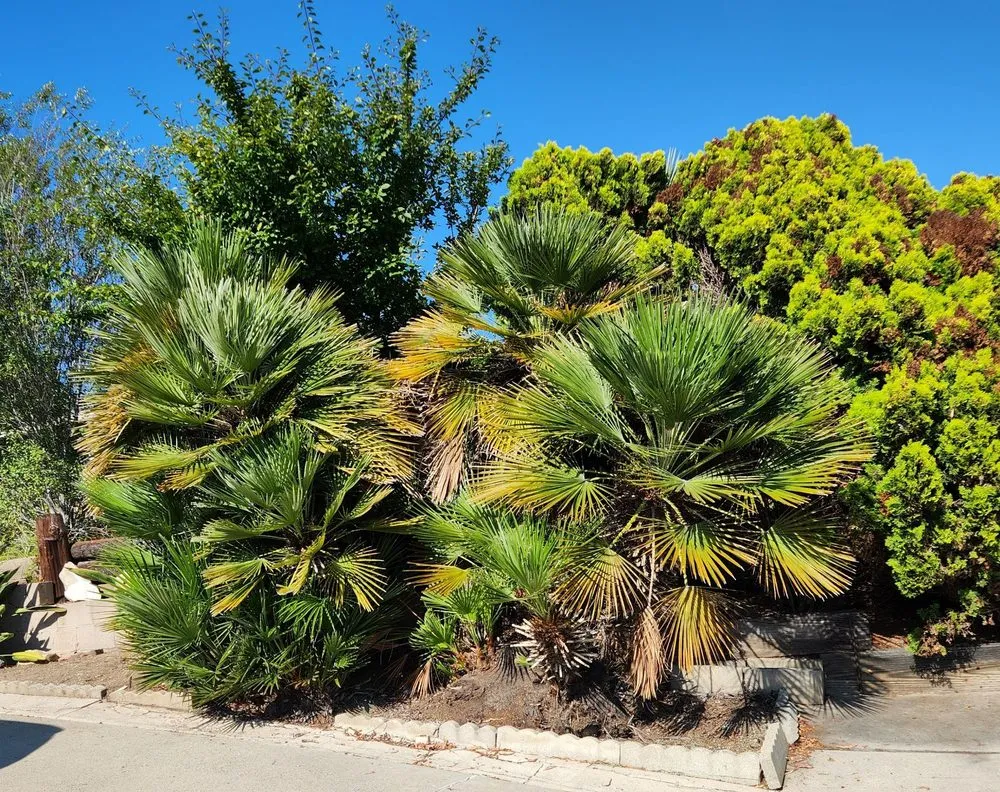 Top-rated lawn mowing service in San Clemente, CA by Carrillo's Landscaping & Tree Service