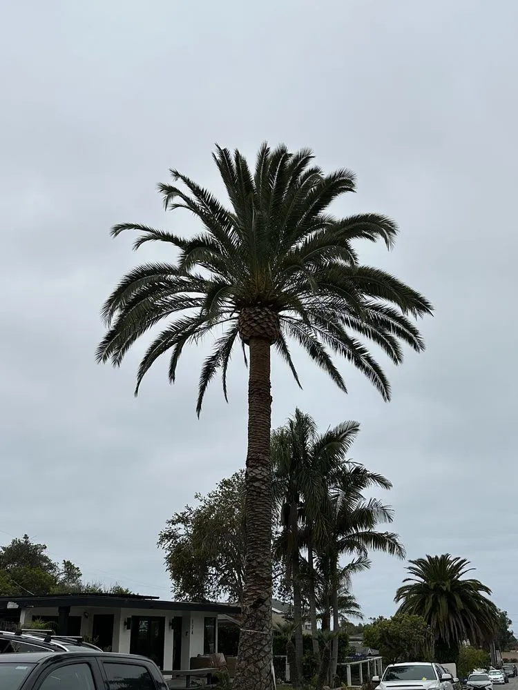 Trusted lawn care service for beautiful yards across San Clemente, CA - Carrillo's Landscaping & Tree Service