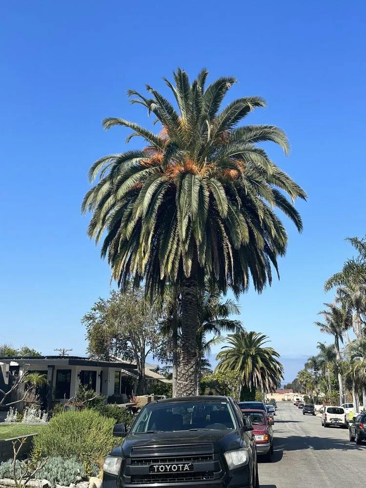 Trusted landscaping services for outdoor upgrades across San Clemente, CA - Carrillo's Landscaping & Tree Service