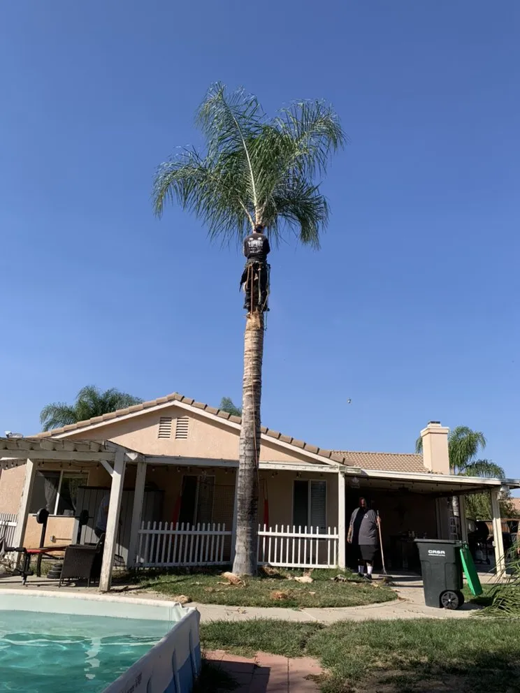 Reliable landscaping services experts serving San Clemente, CA - Carrillo's Landscaping & Tree Service