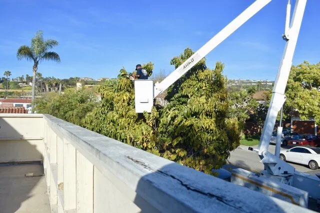 Professional lawn mowing service in San Clemente, CA - Carrillo's Landscaping & Tree Service