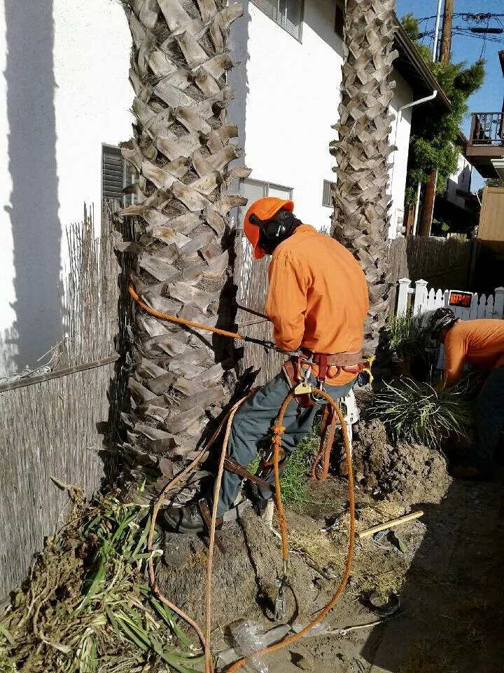 Local yard maintenance in San Clemente, CA - Carrillo's Landscaping & Tree Service