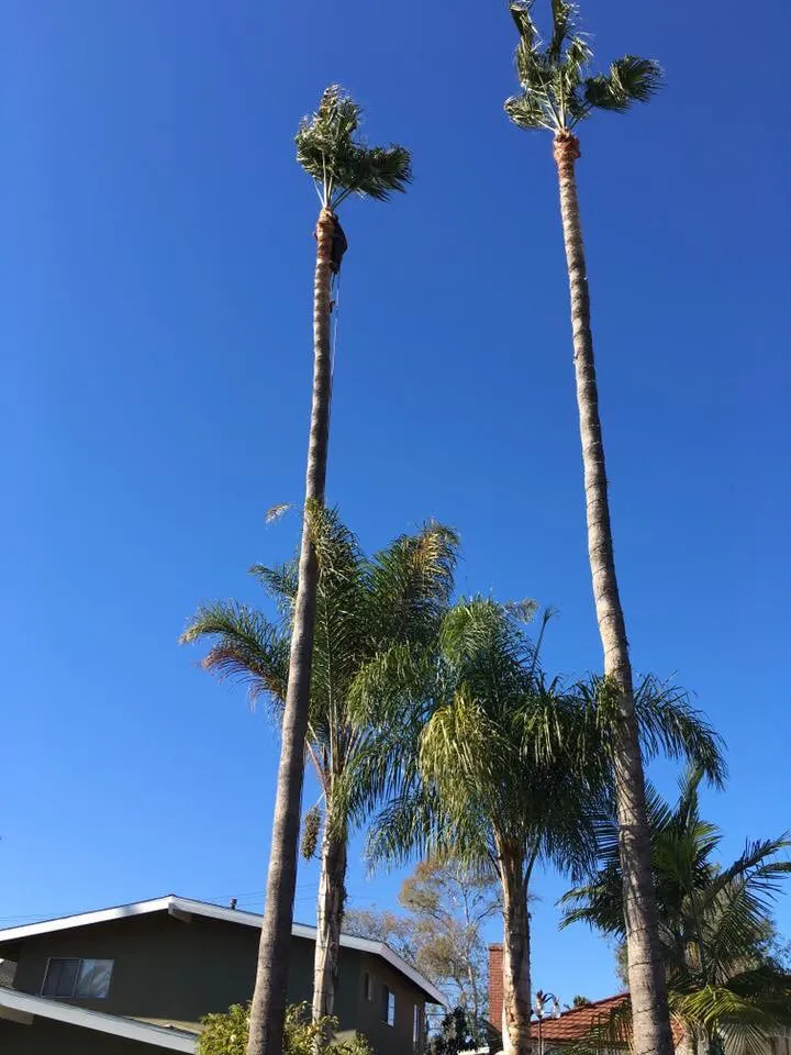 Expert residential landscaping for outdoor upgrades across San Clemente, CA - Carrillo's Landscaping & Tree Service