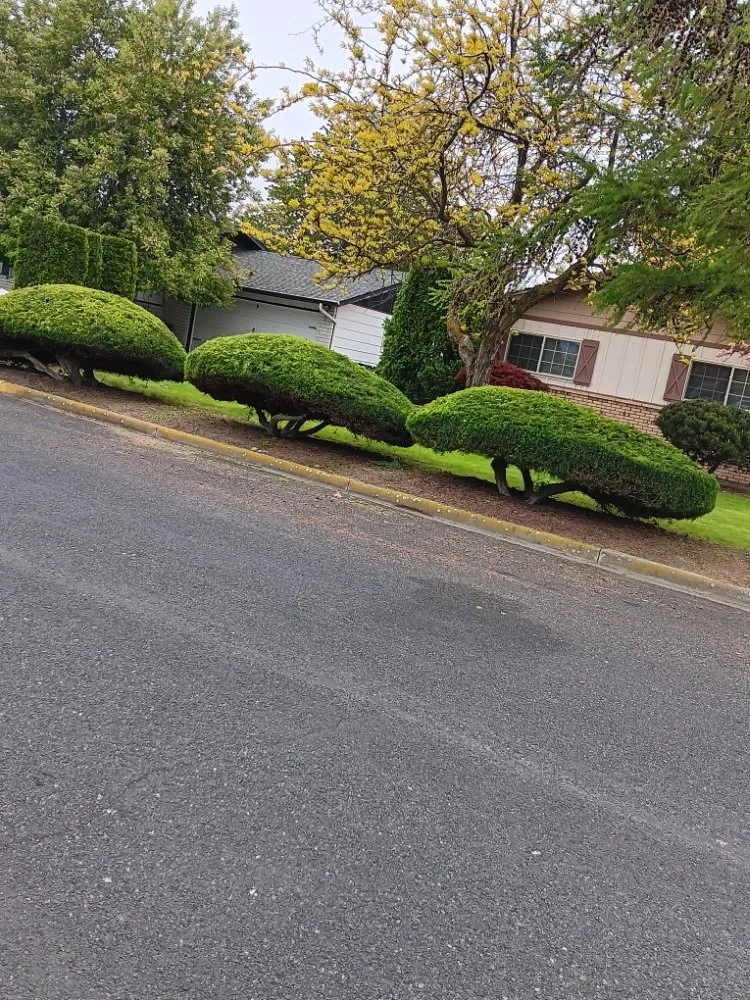 Affordable yard cleanup service in Othello, WA by Carrillo's Landscaping Services
