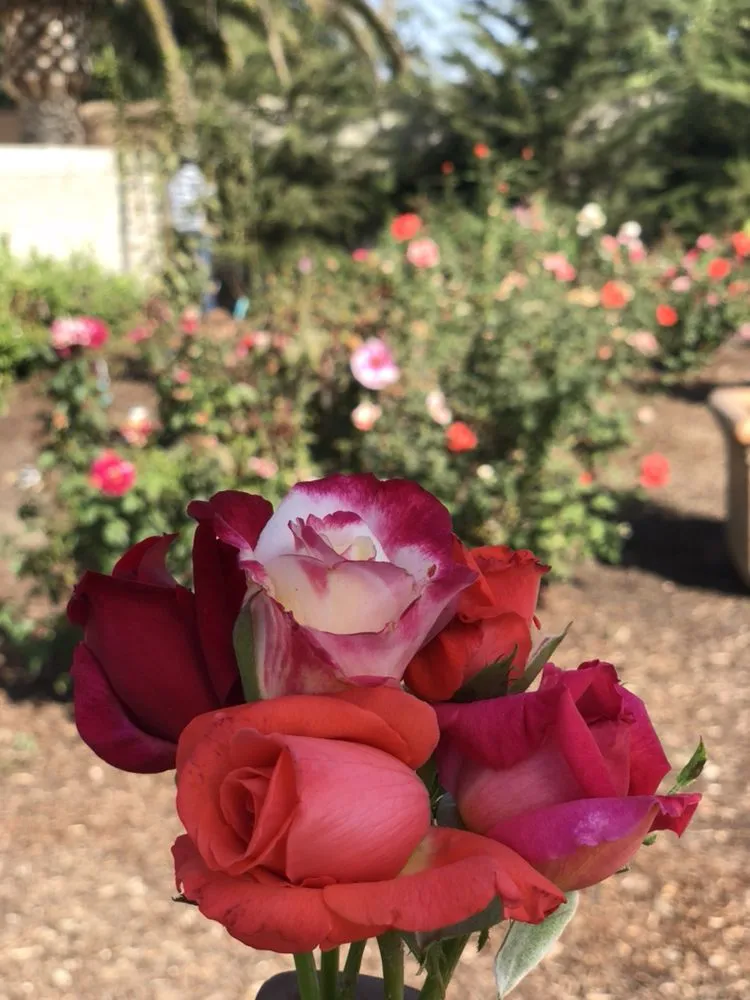 Professional yard cleanup service for outdoor upgrades in Visalia, CA by Carrillo's