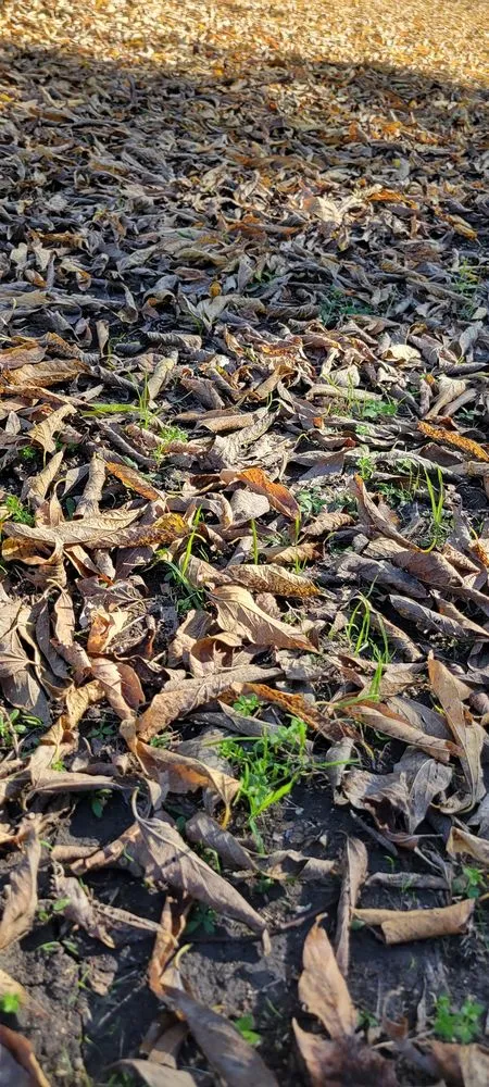 Top-rated outdoor landscaping experts serving Waxahachie, TX - Carroll Contracting Services