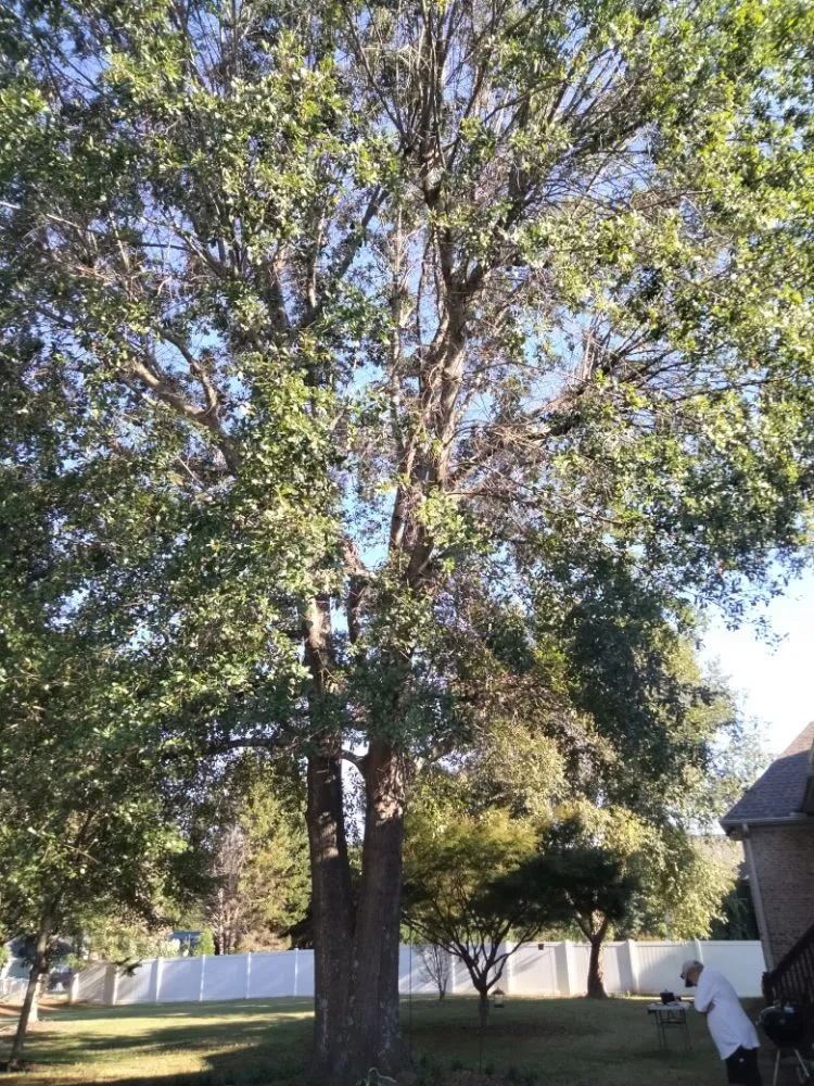 Custom landscaping services in Spartanburg, SC by Carrolls