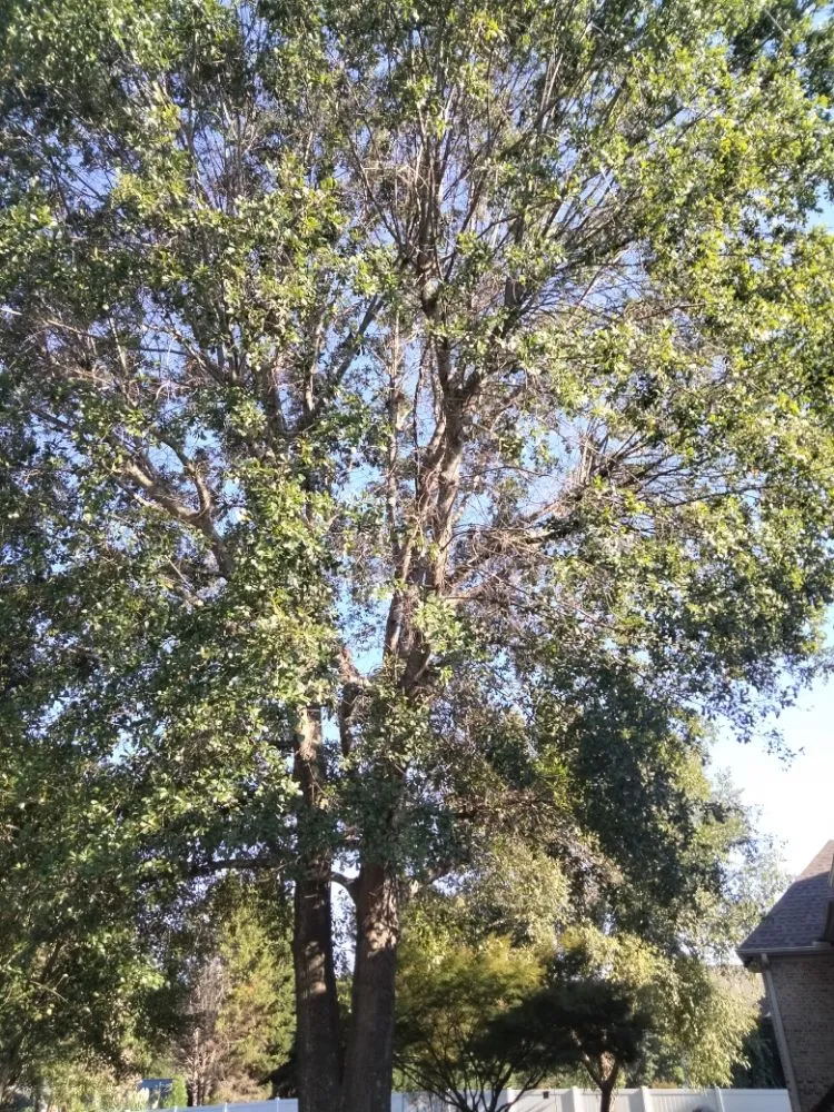 Local yard cleanup service experts serving Spartanburg, SC - Carrolls