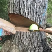 Top-rated garden landscaping for outdoor upgrades across Redkey, IN - Carrolls Tree Service