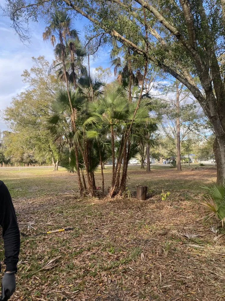 Top-rated yard cleanup service near you in Lutz, FL by Carrows Land Management