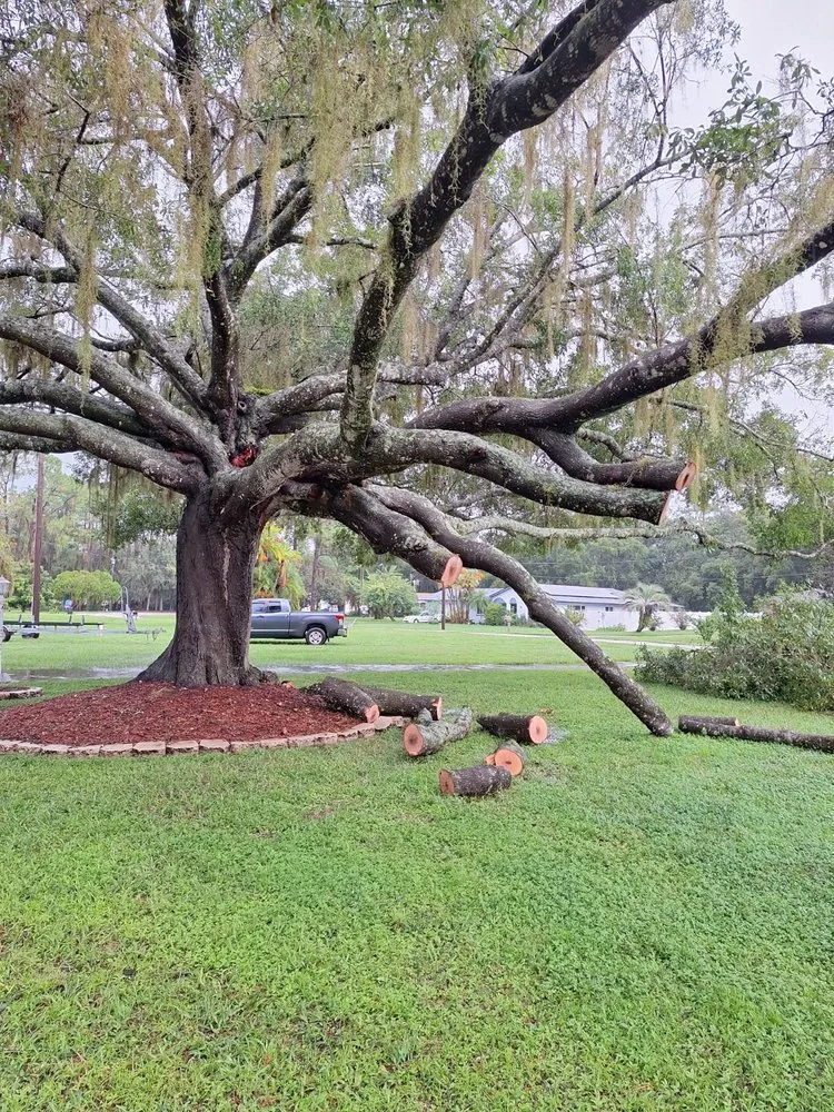 Local yard maintenance in Lutz, FL by Carrows Land Management