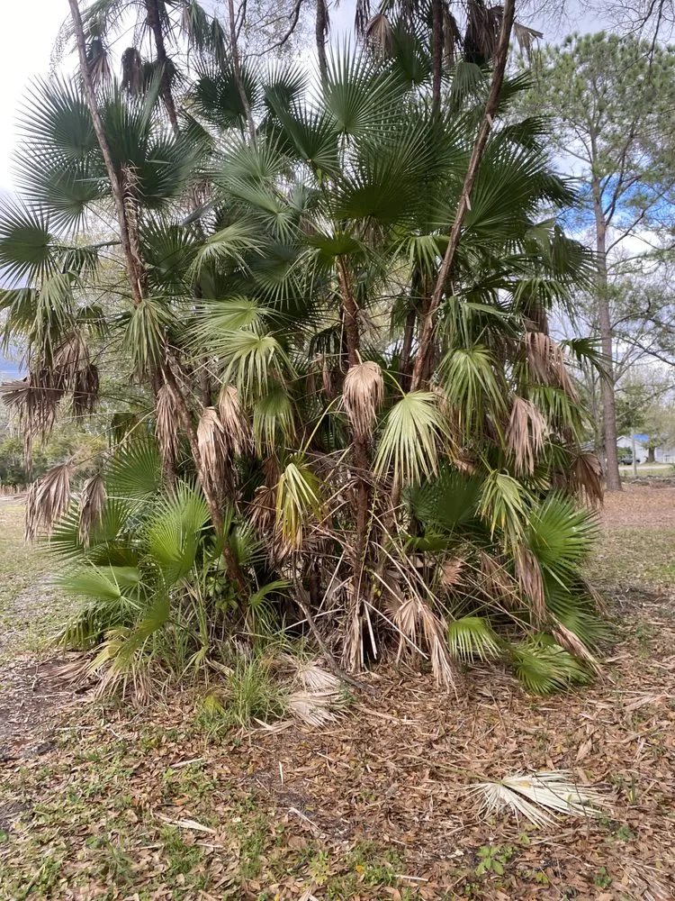 Expert landscaping services in Lutz, FL by Carrows Land Management