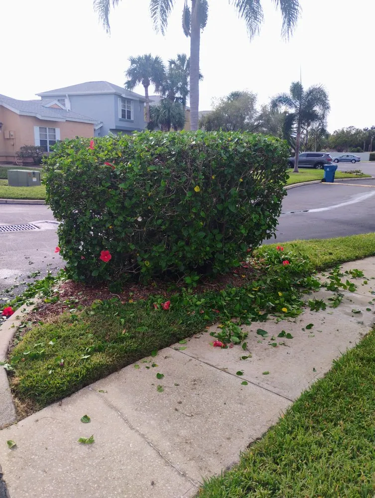 Local landscape design in Melbourne, FL - Carr’s Complete Landscaping