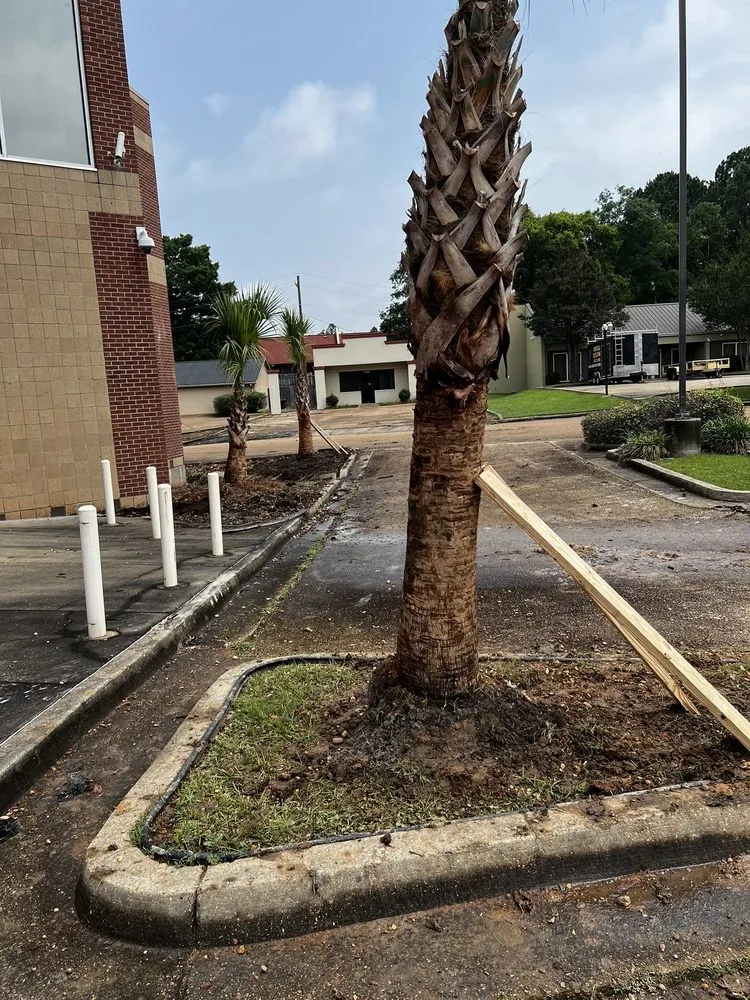 Local landscape installation near you in Brandon, MS by Carr’S Tree Removal & Landscaping