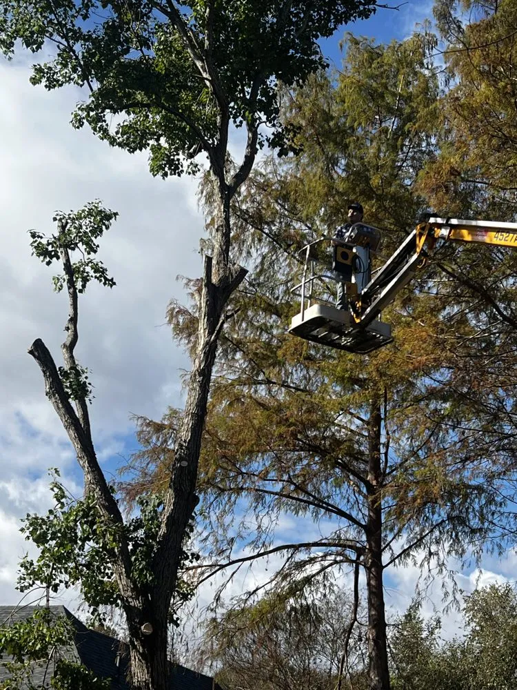 Custom residential landscaping experts serving Brandon, MS - Carr’S Tree Removal & Landscaping