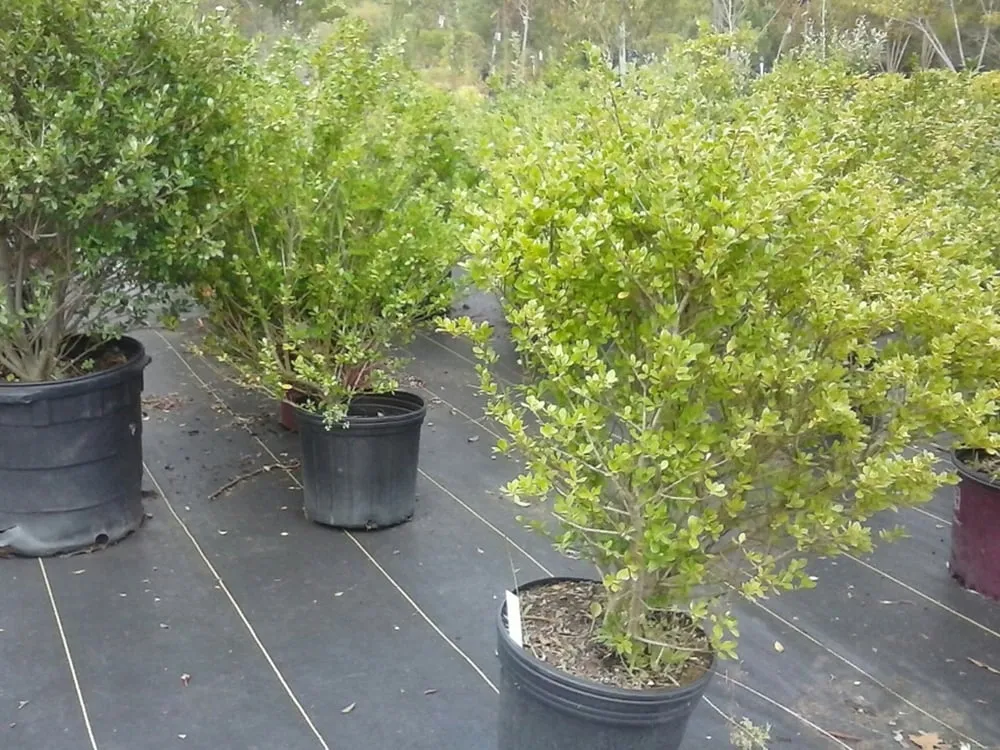 Trusted landscape installation experts serving Longview, TX - Carruth Irrigation & Landscape