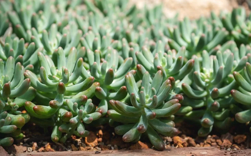 Custom landscaping services in Carson City, NV by Carson City Lawn and Landscaping