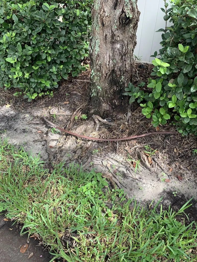 Expert yard maintenance for year-round maintenance in Carson City, NV by Carson City Lawn and Landscaping