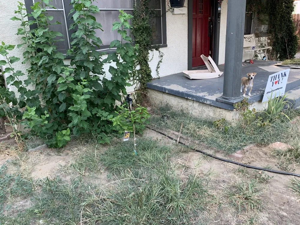 Affordable landscape design experts serving Bakersfield, CA - Carson's Gardening