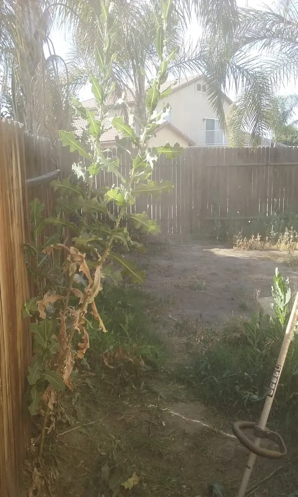 Custom lawn mowing service with custom design across Bakersfield, CA - Carson's Gardening