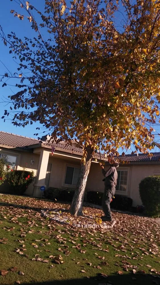 Reliable lawn mowing service in Bakersfield, CA - Carson's Gardening