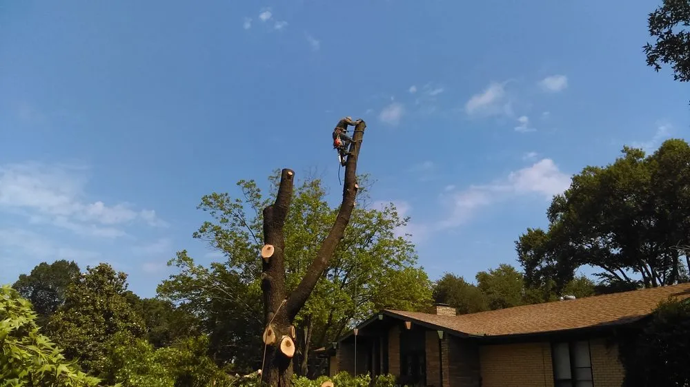 Local landscape installation in Athens, TX by Carter Cleanouts