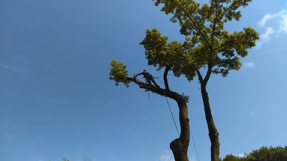 Affordable yard maintenance in Athens, TX - Carter Cleanouts