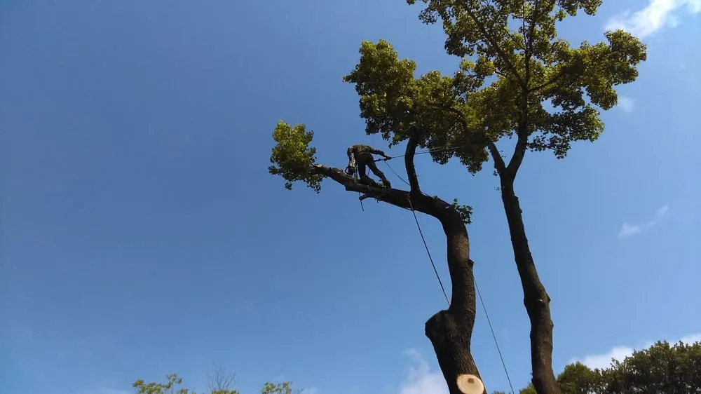 Expert outdoor landscaping experts serving Athens, TX - Carter Cleanouts