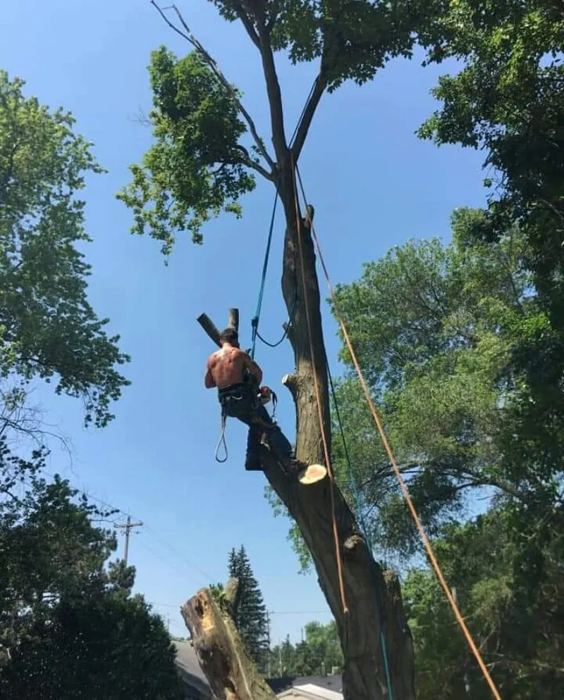 Top-rated landscaping services experts serving Harrison, MI - Carter Construction and Tree Service