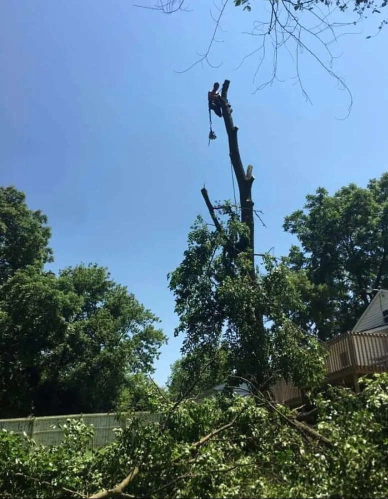 Top-rated residential landscaping in Harrison, MI by Carter Construction and Tree Service