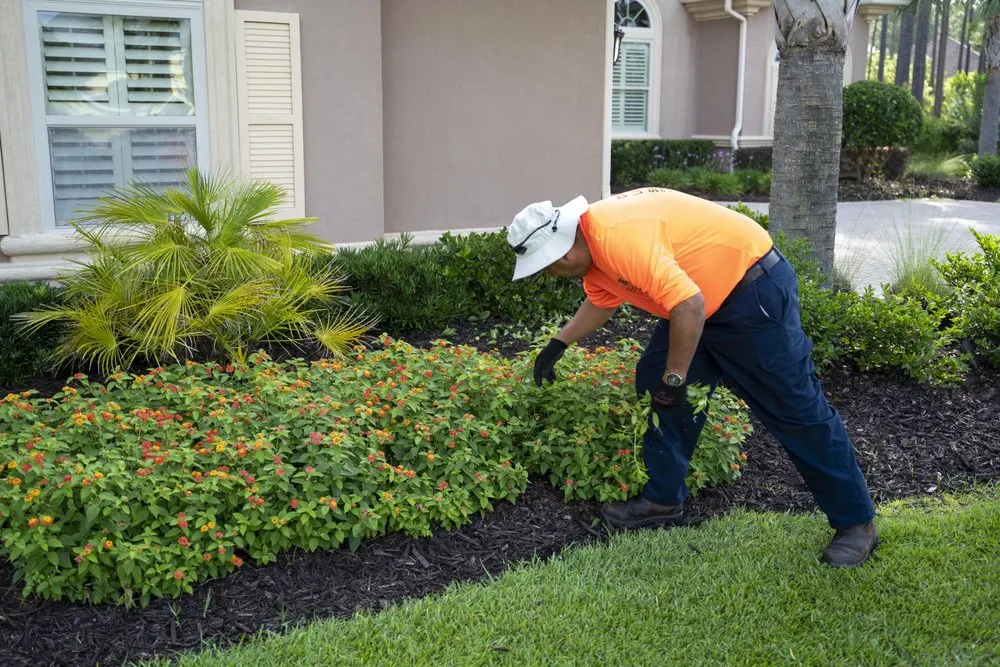 Local landscape design in Brunswick, GA - Carter Land Services