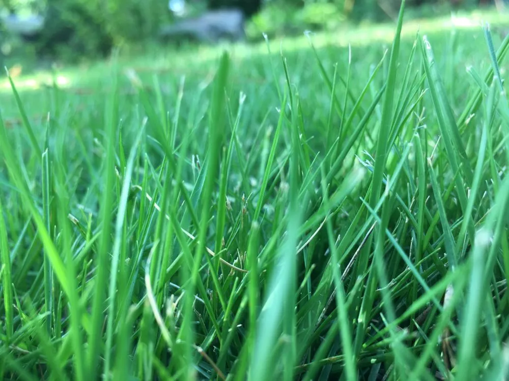 Affordable residential landscaping in Smyrna, GA by Carter Landscape Services