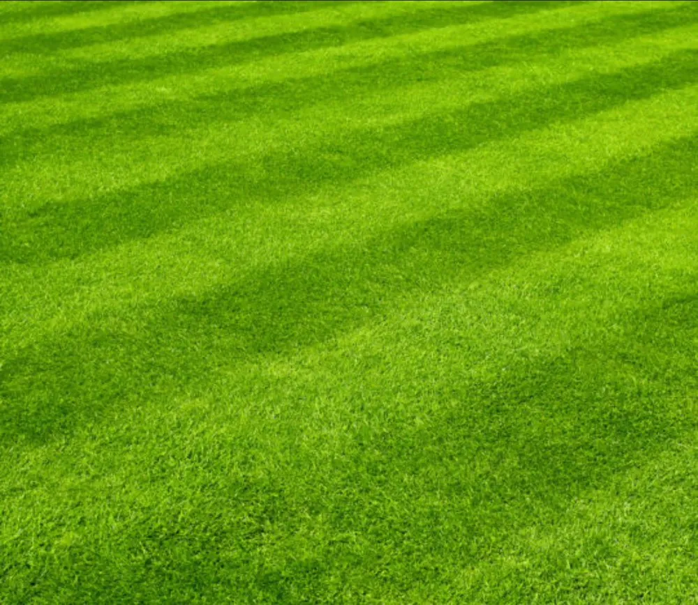 Top-rated yard cleanup service near you in Highlands Ranch, CO by Carter Leno’s Lawn Care Service