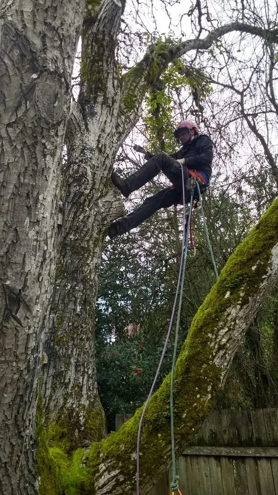Professional yard cleanup service in Corvallis, OR by Carter Tree Care