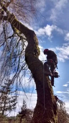 Carter Tree Care Logo