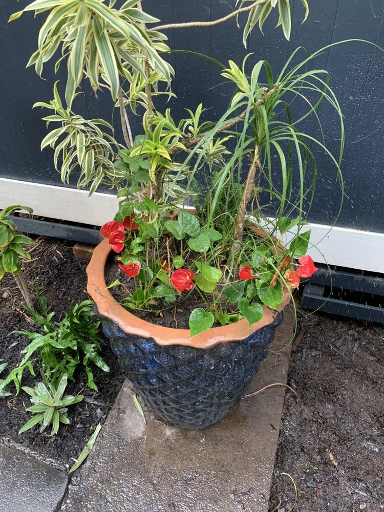 Top-rated lawn mowing service experts serving Honolulu, HI - Carters Clean-up