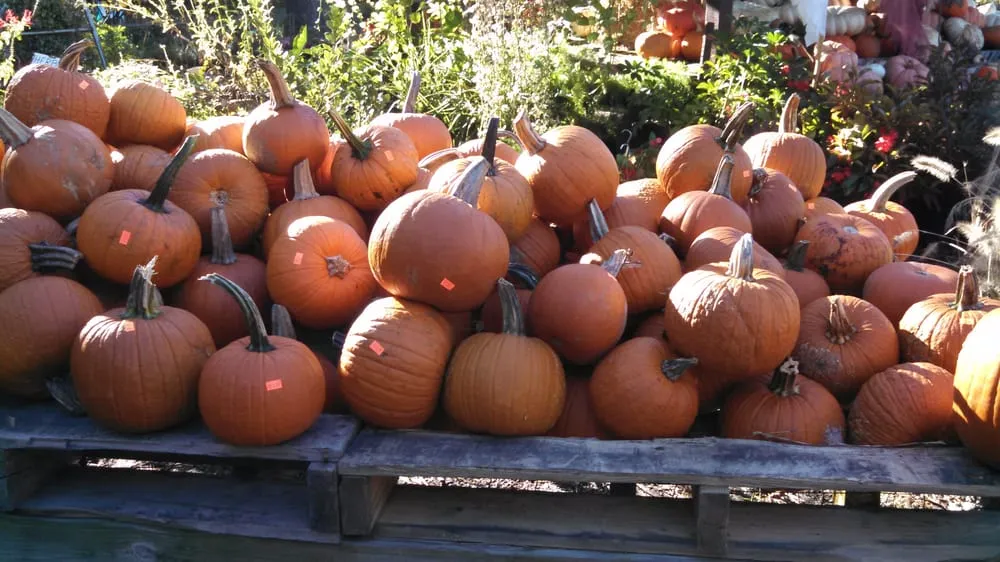 Expert yard cleanup service in Chesapeake, VA - Carter's Country Corner