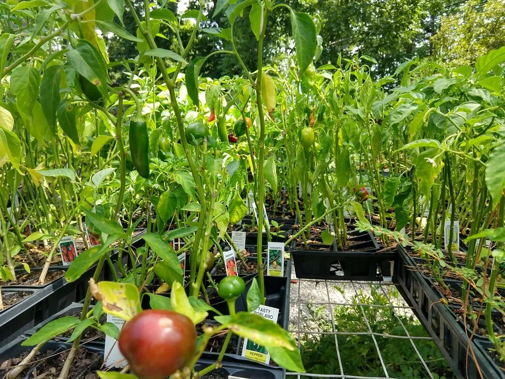 Reliable yard cleanup service in Chesapeake, VA by Carter's Country Corner