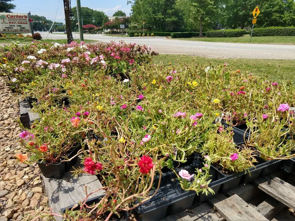 Custom landscaping services experts serving Chesapeake, VA - Carter's Country Corner