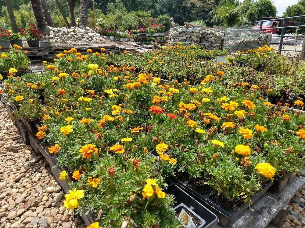 Local lawn mowing service in Chesapeake, VA - Carter's Country Corner