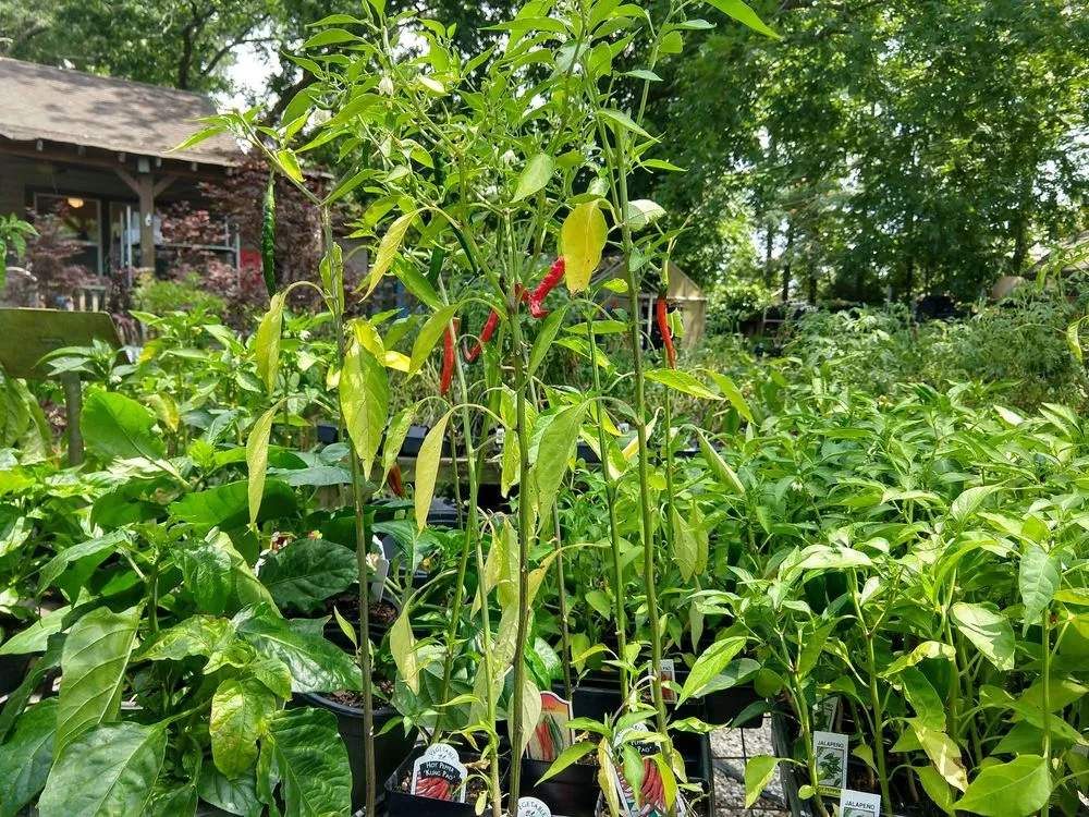 Trusted residential landscaping for year-round maintenance across Chesapeake, VA - Carter's Country Corner