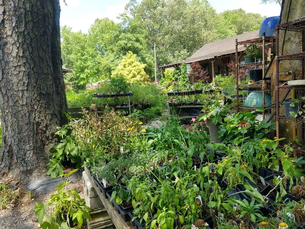 Trusted lawn care service in Chesapeake, VA - Carter's Country Corner