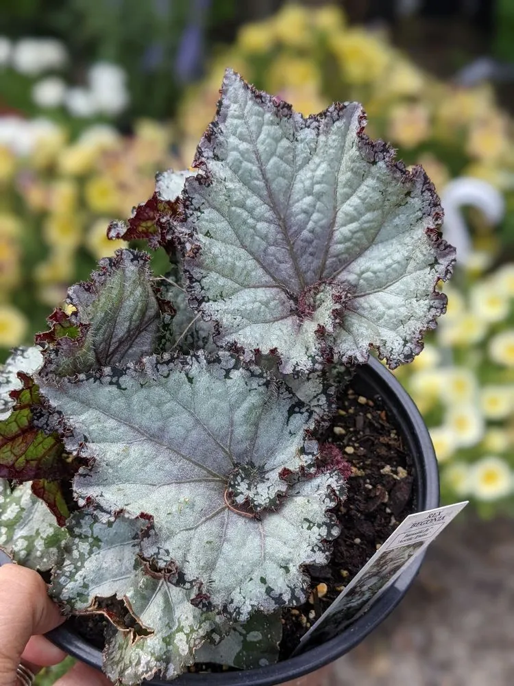 Professional landscape design for homes in Chesapeake, VA by Carter's Country Corner