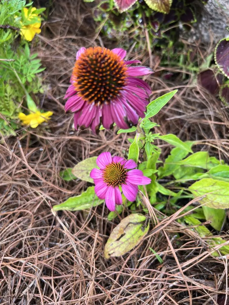 Professional landscape installation for beautiful yards across Phenix City, AL - Carter’s Craft