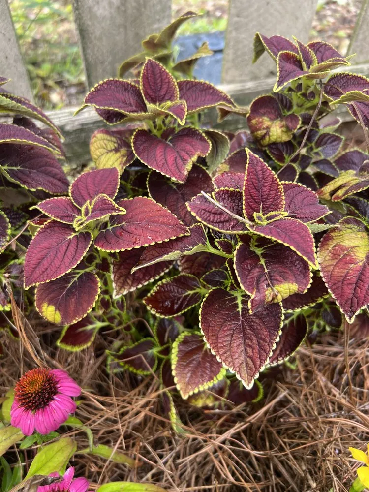 Custom garden landscaping for beautiful yards across Phenix City, AL - Carter’s Craft