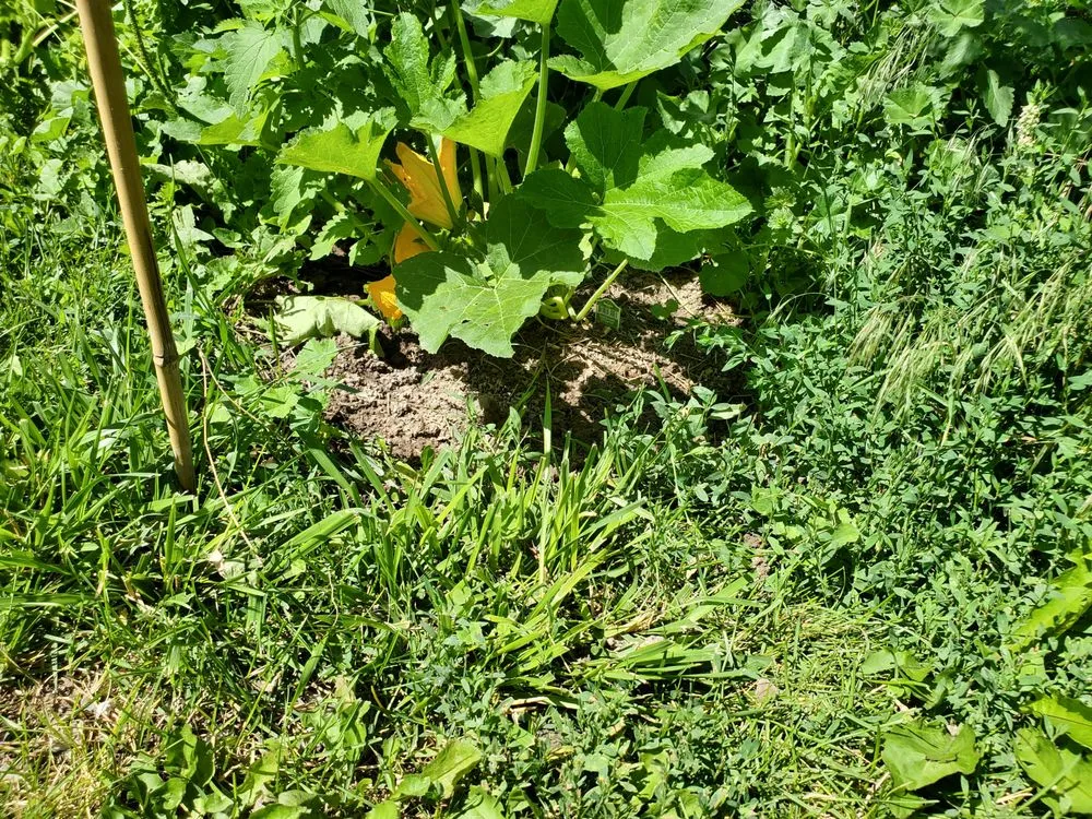 Expert lawn care service in Jerome, ID by Carter's Lawn Care