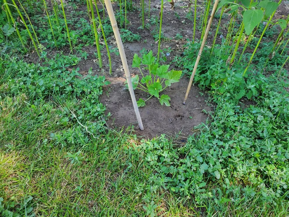 Local yard cleanup service in Jerome, ID - Carter's Lawn Care